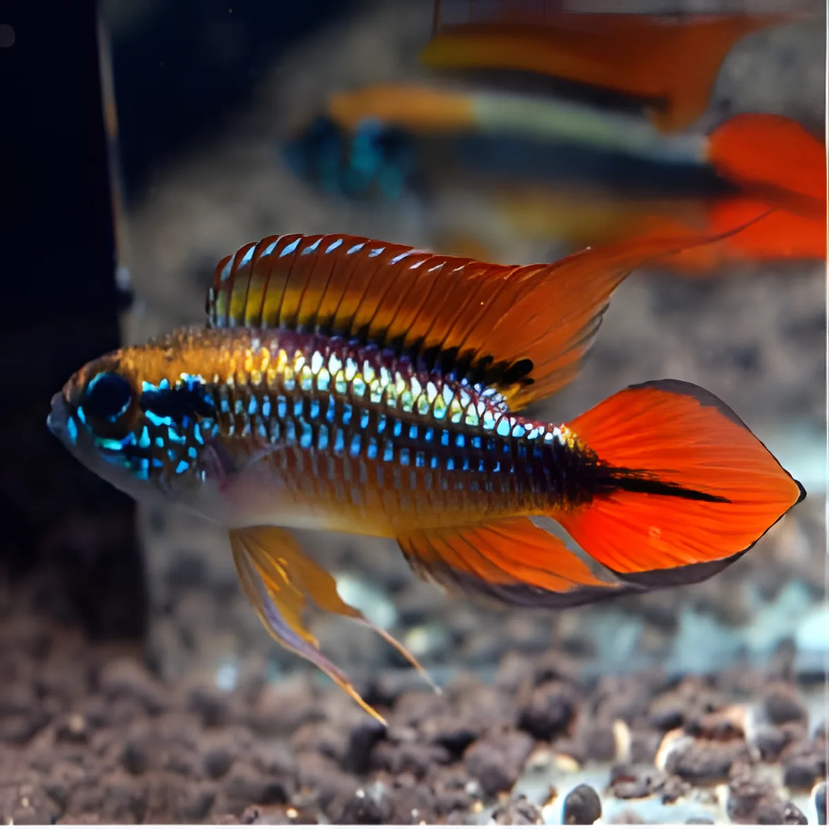 Peixe colorido com escamas metálicas e nadadeiras laranja em aquário