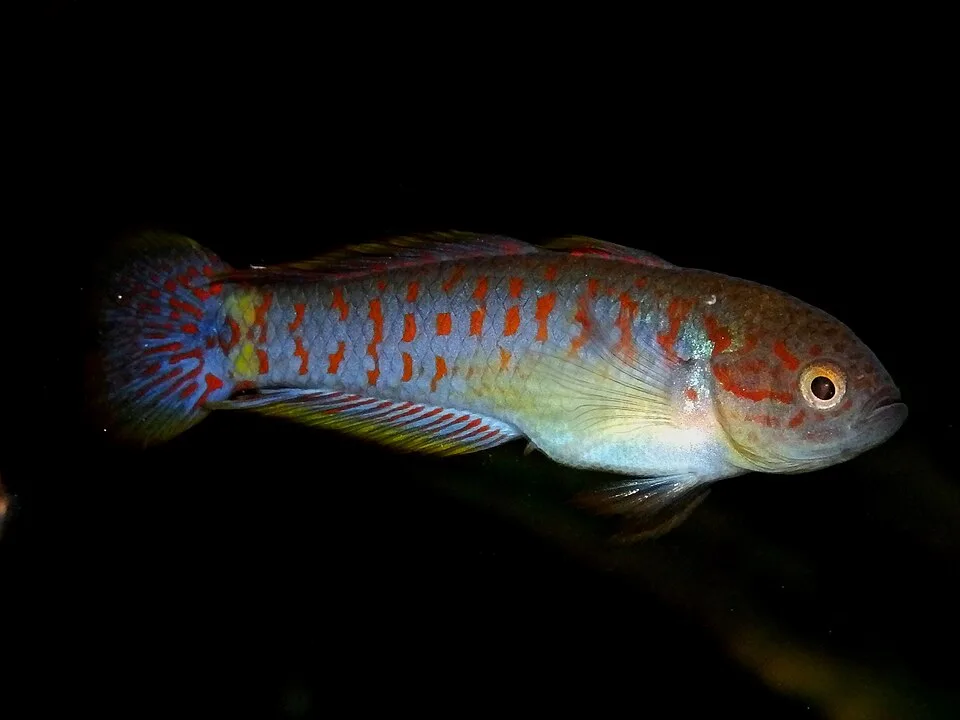 Peixe colorido com padrões vermelhos em fundo preto.