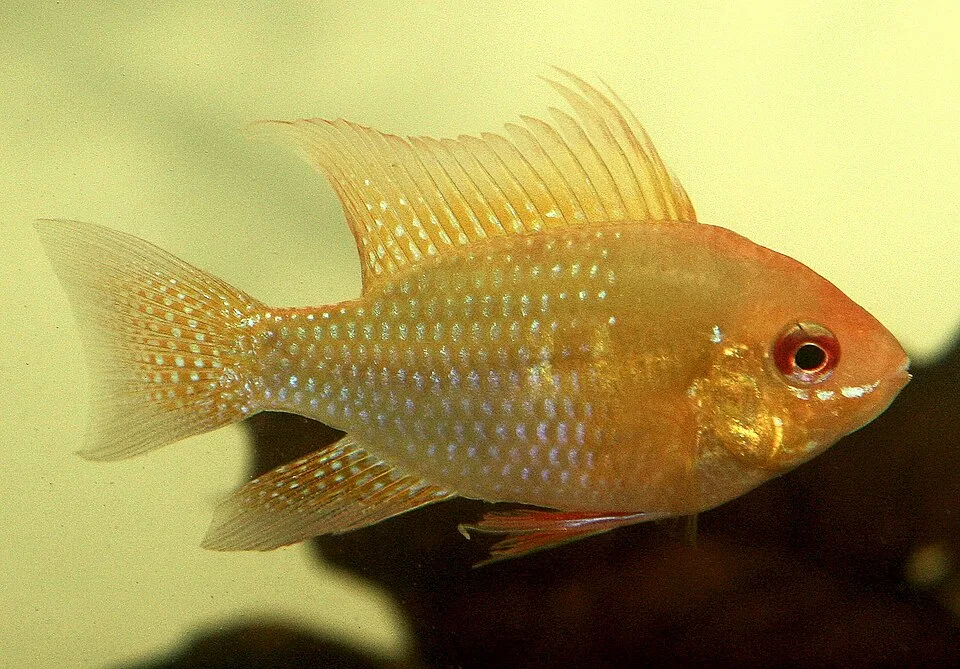 Peixe dourado com escamas brilhantes e barbatana dorsal alta