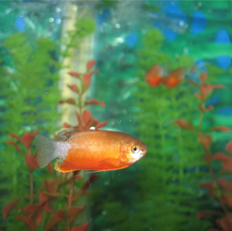 Peixe laranja e branco em aquário com plantas aquáticas.