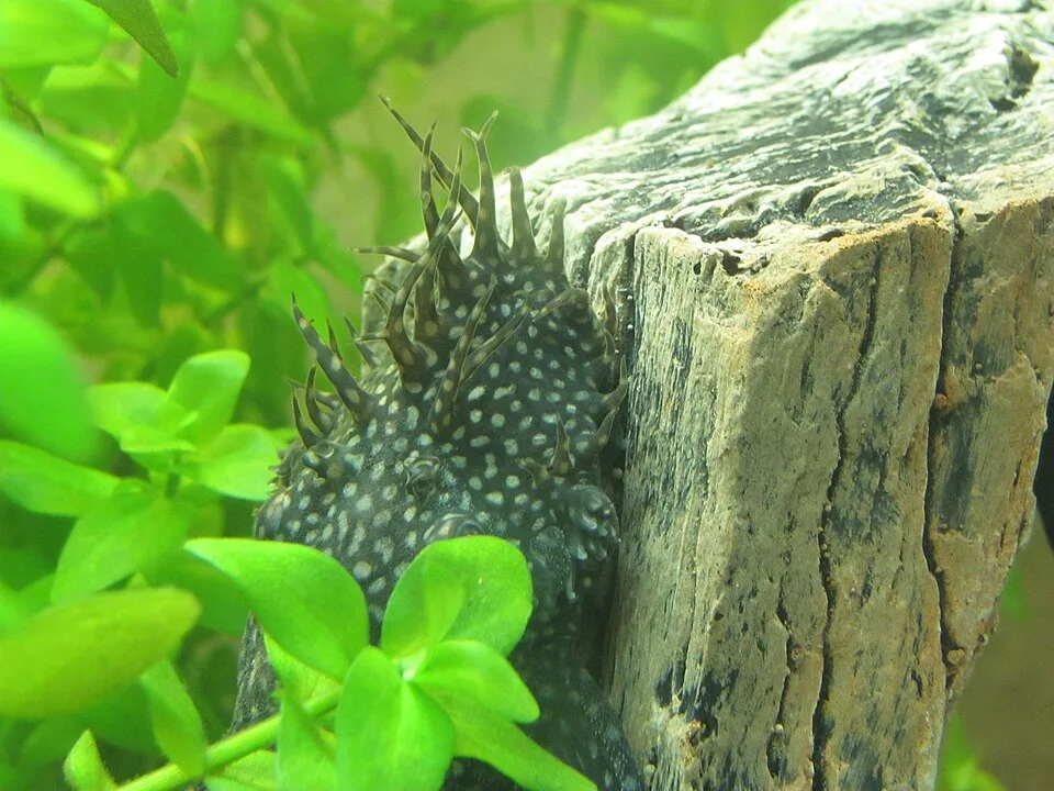 Peixe gato preto com manchas brancas e espinhos junto a madeira e plantas verdes subaquáticas.