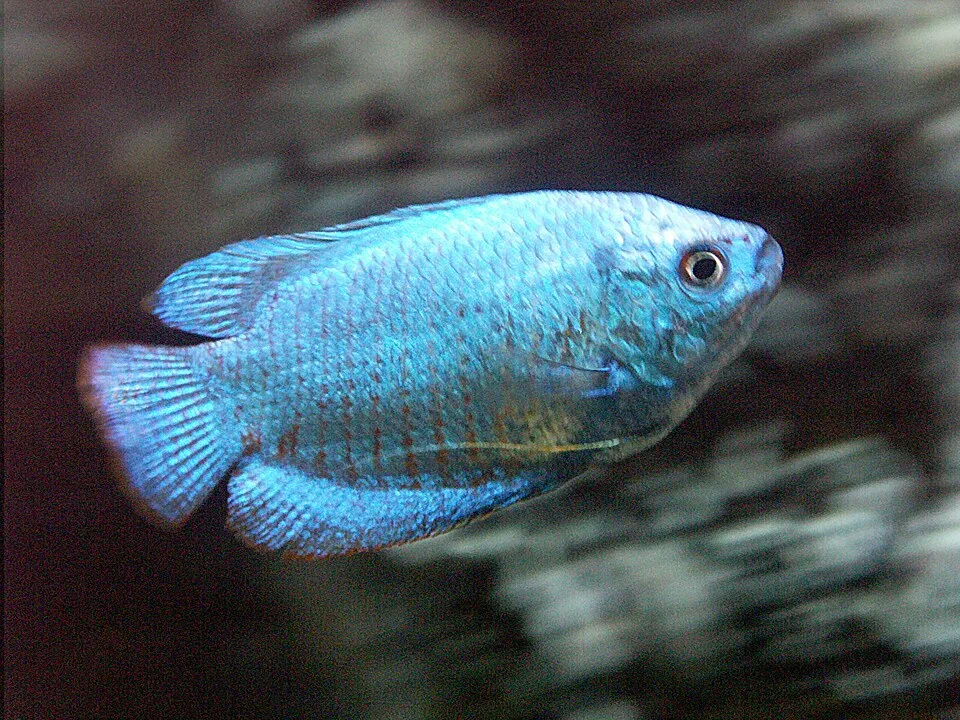 Peixe azul nadando em aquário escuro