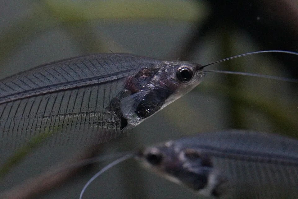 Peixe de vidro transparente em aquário