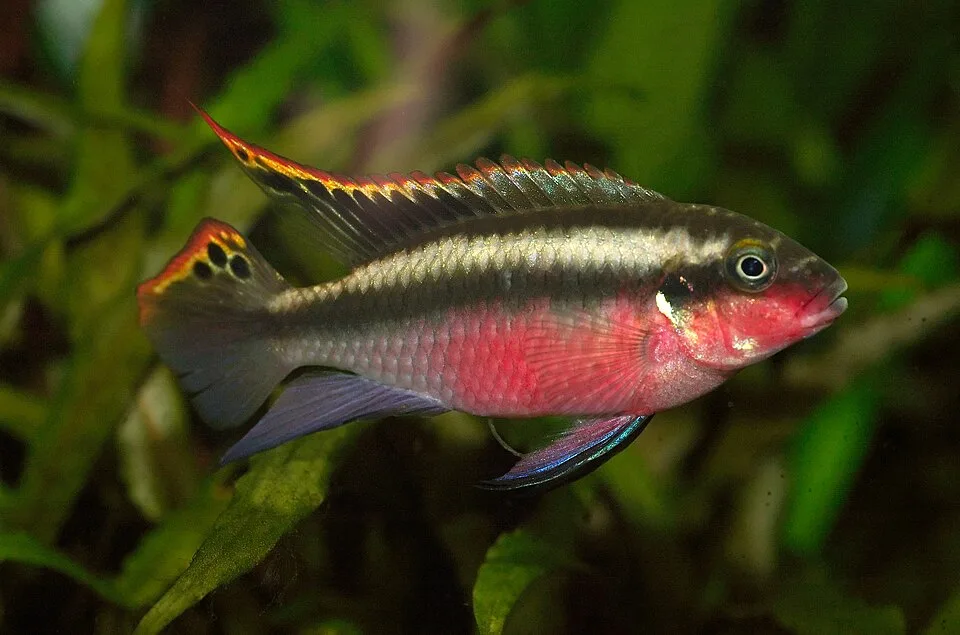 Peixe colorido cinzento e vermelho com nadadeiras amarelas e pretas em ambiente aquático