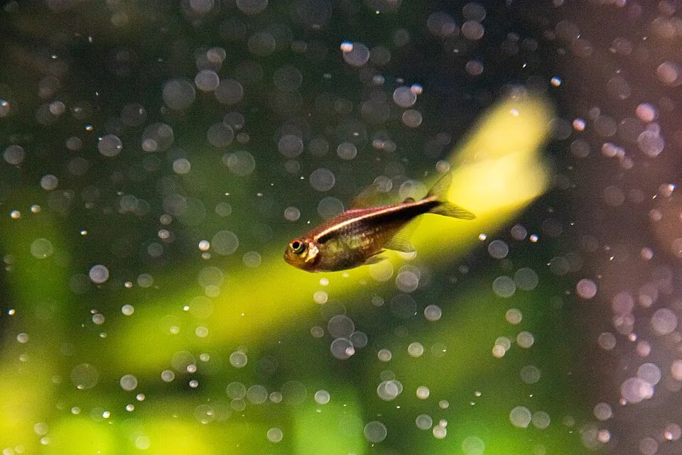 Peixe pequeno nadando em água com bolhas, fundo verde e amarelo desfocado