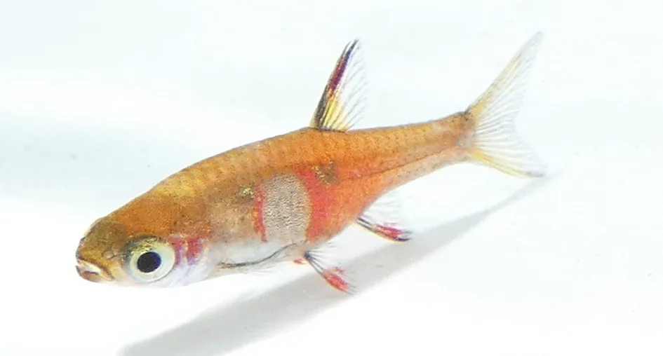 Peixe tropical pequeno laranja com manchas vermelhas e amarelas