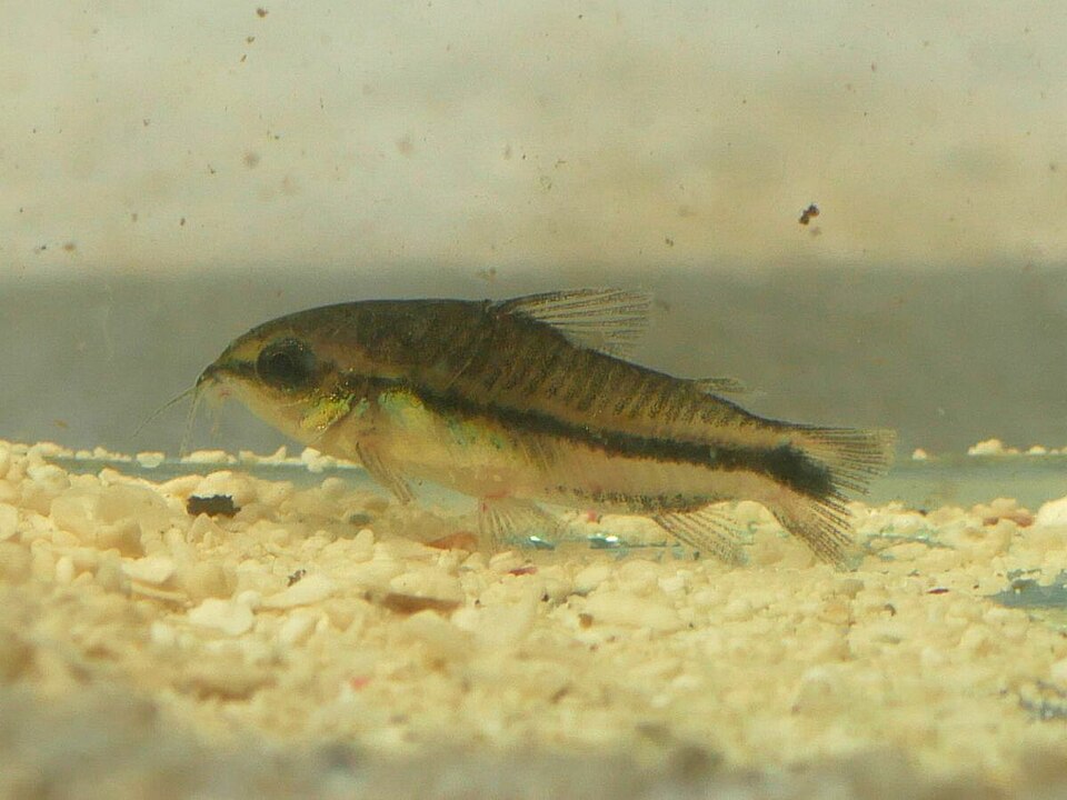 Peixe pequeno castanho e preto sobre cascalho branco em água.