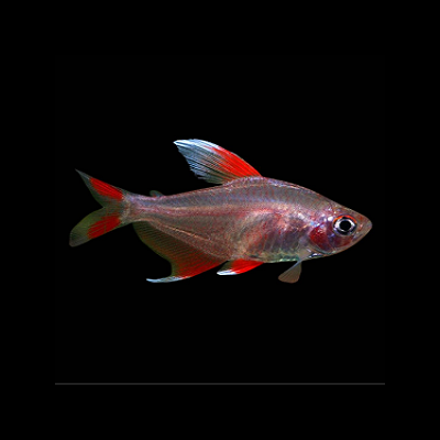 Peixe translúcido cinza e vermelho em fundo preto