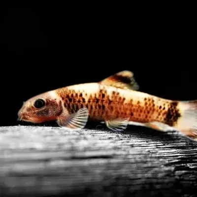 Peixe pequeno com corpo alongado em tons de laranja, preto e branco, com manchas pretas sobre madeira.