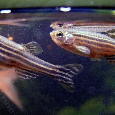 Peixes zebrafish com listras pretas e douradas num aquário