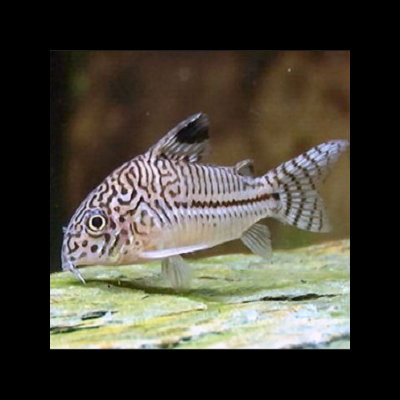 Peixe listrado preto e branco nadando perto de rochas