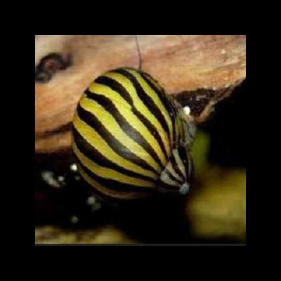 Caracol com concha amarela e preta presa a uma superfície de madeira