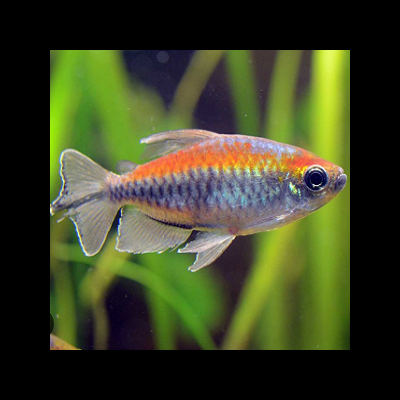 Peixe colorido com corpo pequeno em aquário com plantas verdes ao fundo