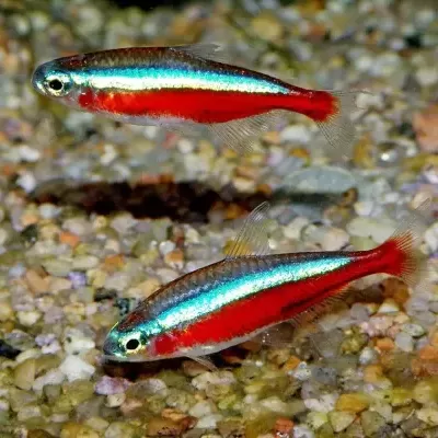 Dois peixes pequenos azul e vermelho sobre fundo de pedras