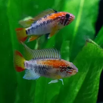 Dois peixes tropicais coloridos num aquário com plantas verdes