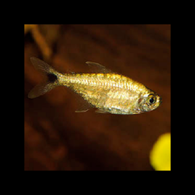 Peixe dourado brilhante com nadadeiras translúcidas em fundo castanho desfocado