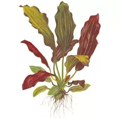 Ilustração botânica de planta com folhas verde e vermelho e raízes expostas