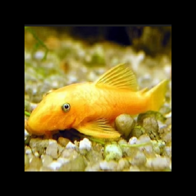 Peixe amarelo nadando sobre cascalho em aquário
