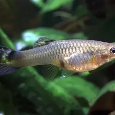 Peixe pequeno com corpo prateado em fundo aquático com plantas verdes