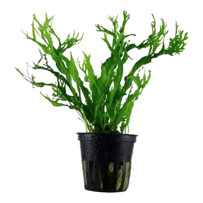Planta aquática em vaso plástico preto com folhas verdes recortadas e gotas de água