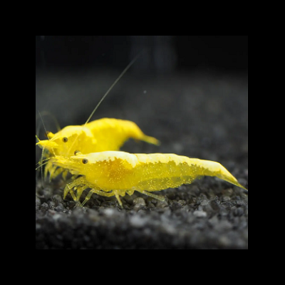 Dois camarões amarelos sobre substrato escuro num aquário