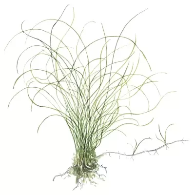 Planta com folhas finas verdes e raízes expostas