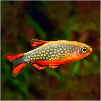 Peixe tropical cinzento com manchas amarelas e nadadeiras vermelhas em ambiente subaquático