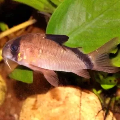 Peixe de aquário prateado com faixa preta, nadando perto de plantas e pedras