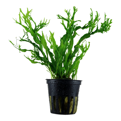 Planta aquática verde em vaso preto com gotas de água