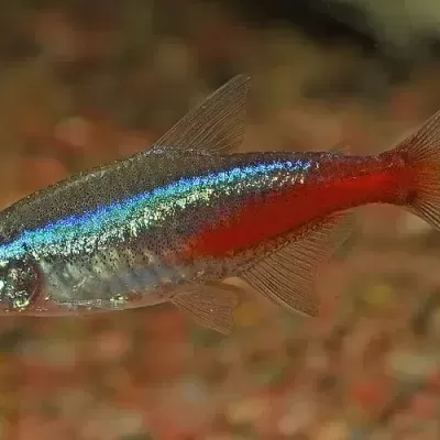 Peixe pequeno translúcido com faixa azul e linhas vermelhas