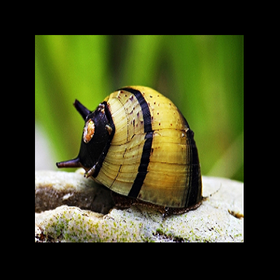 Caracol com concha amarela e riscas pretas numa pedra clara