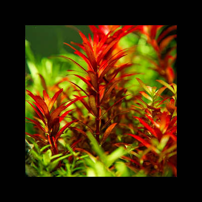 Tropica&#x20;Rotala&#x20;rotundifolia&#x20;Blood&#x20;Red&#x20;grow