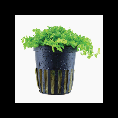 Planta verde em vaso preto com padrão listrado e gotas de água