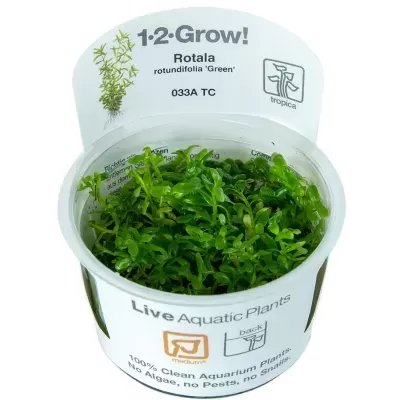 Planta aquática viva Rotala rotundifolia num recipiente plástico com etiqueta branca