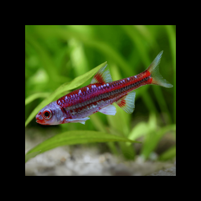 Peixe tropical vermelho e prateado com detalhes em azul em aquário com plantas verdes.