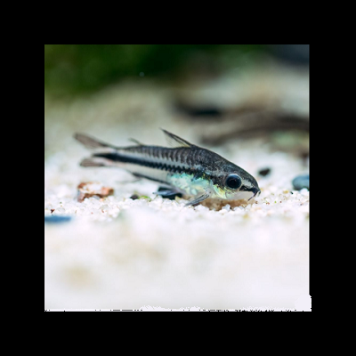 Peixe Corydoras cinza e preto em substrato brilhante claro