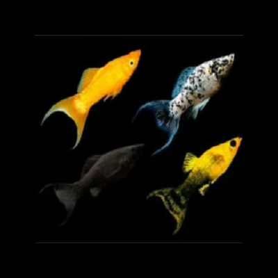 Quatro peixes coloridos sobre fundo preto