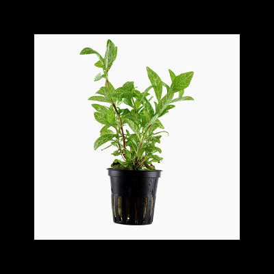 Planta verde em vaso preto sobre fundo branco