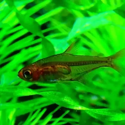 Peixe pequeno castanho em aquário com plantas verdes