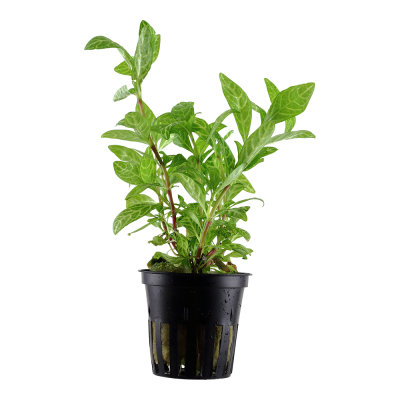 Planta verde com folhas largas num vaso preto de plástico