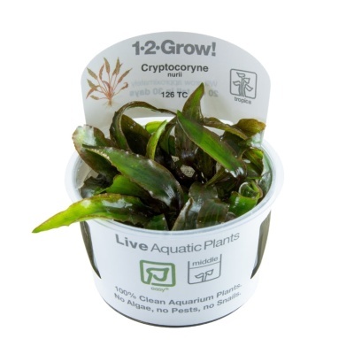 Planta aquática em vaso branco com etiquetas e folhas verdes