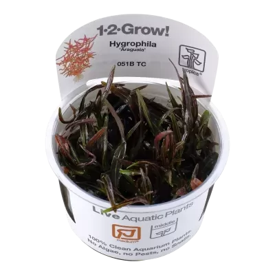 Planta aquática Hygrophila Araguaia em vaso plástico com etiqueta