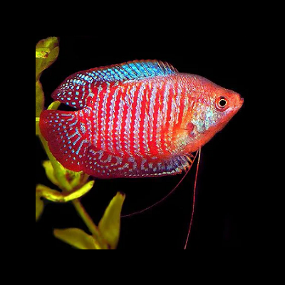 Peixe ornamental vermelho e azul com folhas verdes e fundo preto