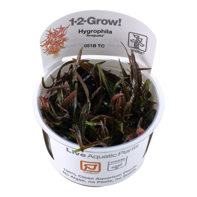 Vaso com planta aquática Hygrophila Araguaia em embalagem com texto informativo