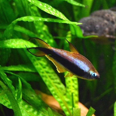 Peixe tropical azul e preto em aquário com plantas verdes
