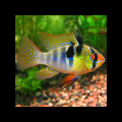 Microgeophagus&#x20;Ramirezi&#x20;3-4cm