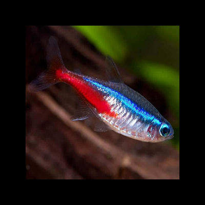 Peixe Neon Tetra azul e vermelho em ambiente aquático