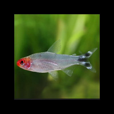 Peixe translúcido com cabeça vermelha nadando em aquário com plantas verdes.