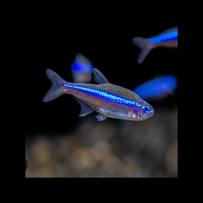 Peixe Tetra Neon com faixa azul brilhante em aquário.