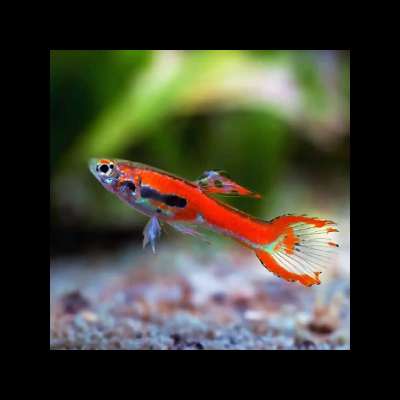 Peixe guppy laranja com manchas pretas em ambiente aquático